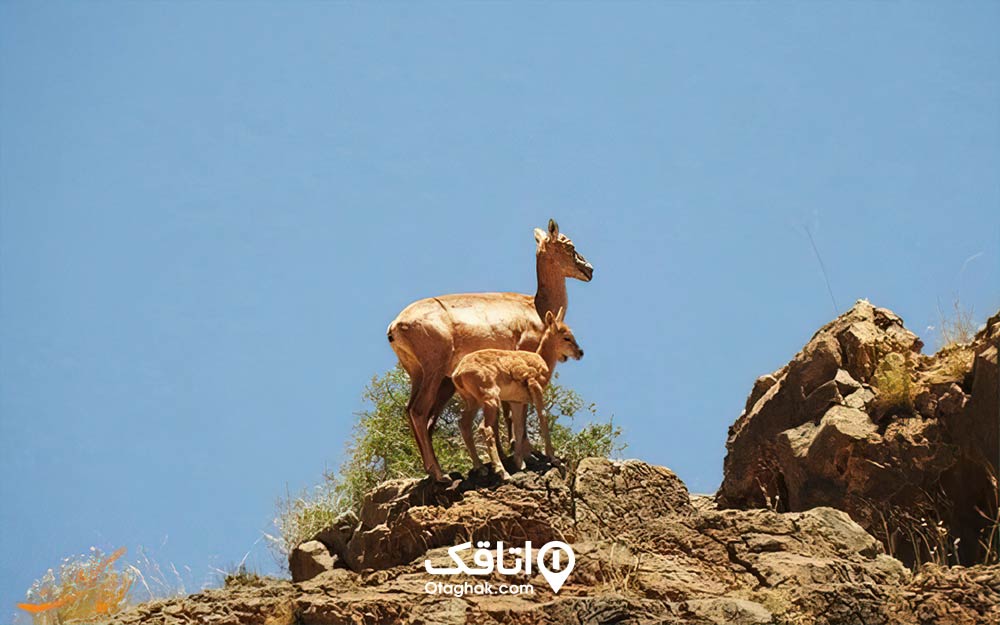 منطقه‌ حفاظت شده هفتاد قله