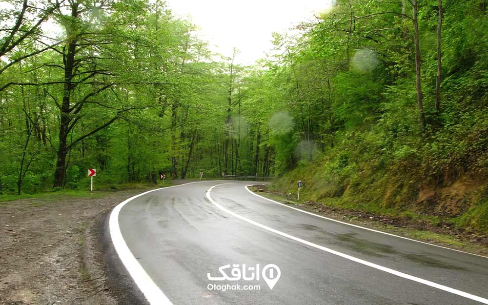 جاده ی خلوت جنگلی که کمی خیس است و دو طرف آن از درخت پوشیده شده.