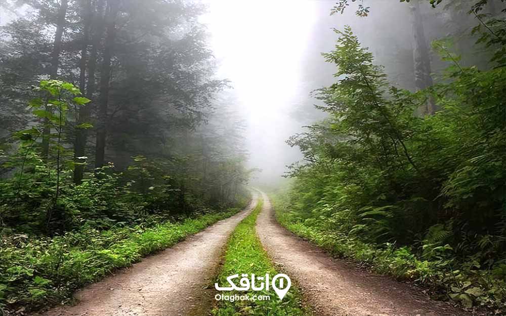 جاده خاکی در میان جنگل