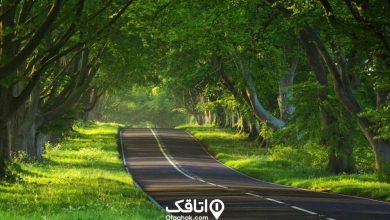 جاهای دیدنی سهیلیه، مسیر جاده ای، درخت، جنگل