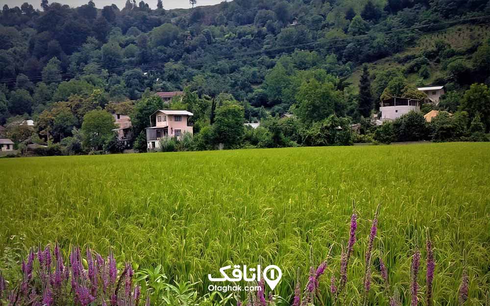 دشت سریبز منتهی به کوهستان در روستای آهودشت