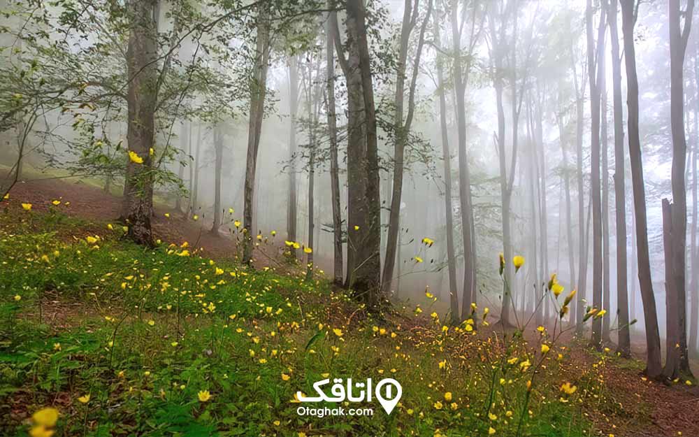 گل های خودرو زرد در جنگل واز چمستان