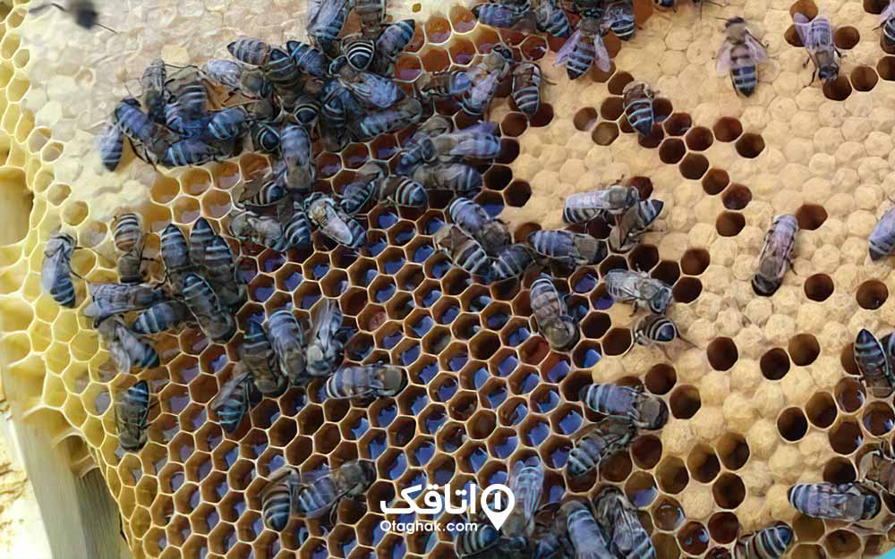نمای نزدیک کندوی زنبور عسل، زنبور ها روی موم در حال ساخت عسل