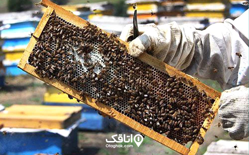 موم زنبور عسل و تعداد زیادی زنبور عسل روی ان 