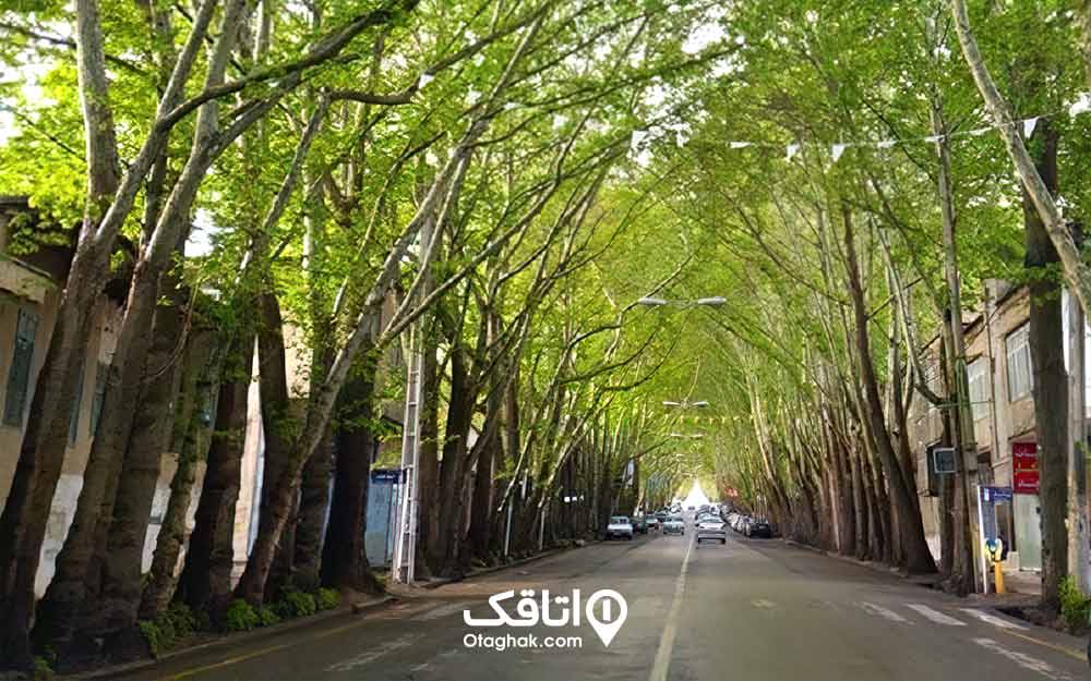 خیابانی با درختان قدیمی که شاخه های انها از بالا در هم تنیده است و چیزی شبیه تونل سبز به وجود آورده 