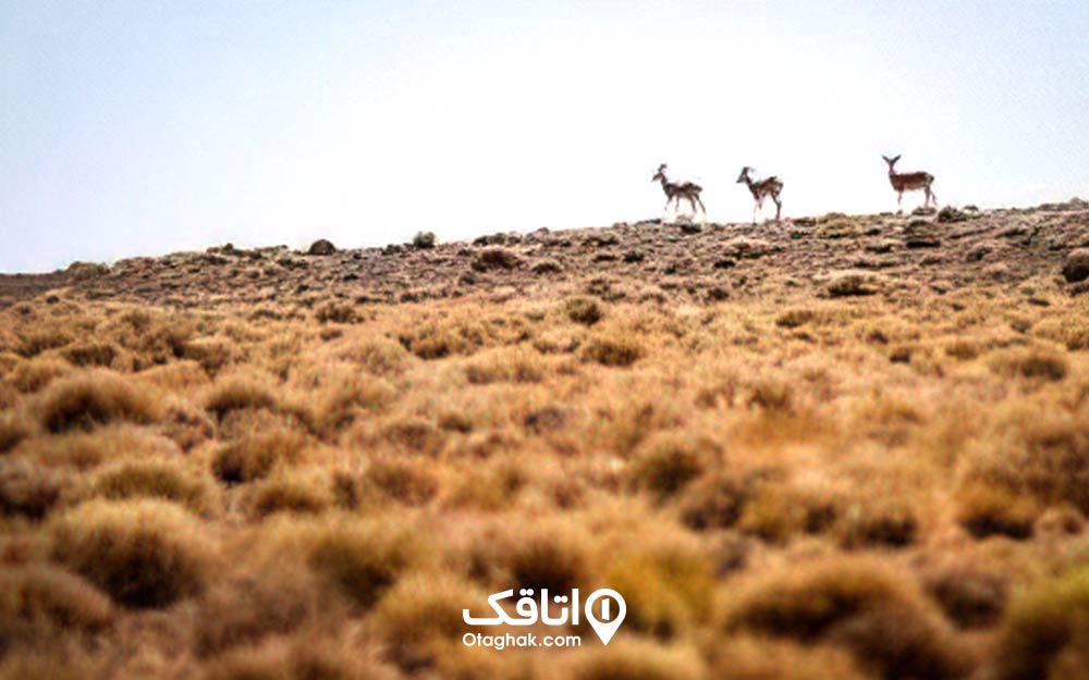 سه آهو در حال گذر از یک دشت