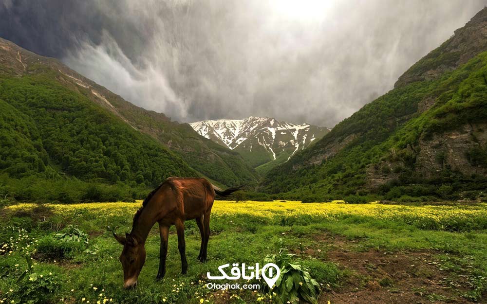 الاغی در حال چریدن در مرتعی سر سبز 