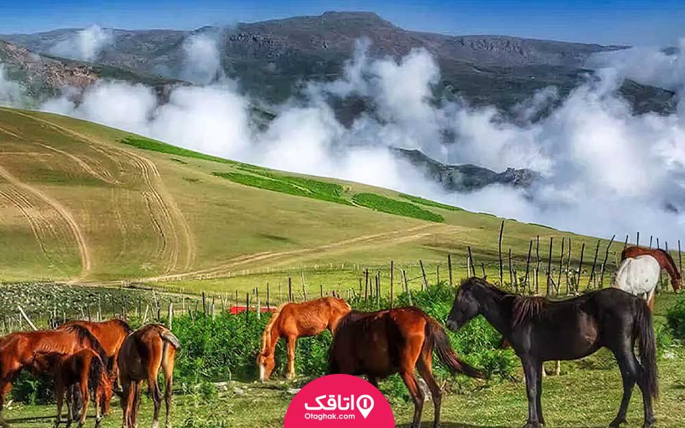چندین اسب قهوه و مشکی در حال خوردن علف و کوه ها و مه که در طبیعت اطراف آن ها مشخص است
