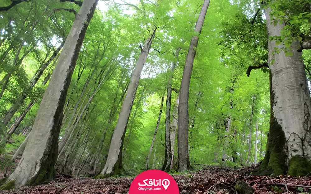 درختان بلند و فراوان یک جنگل