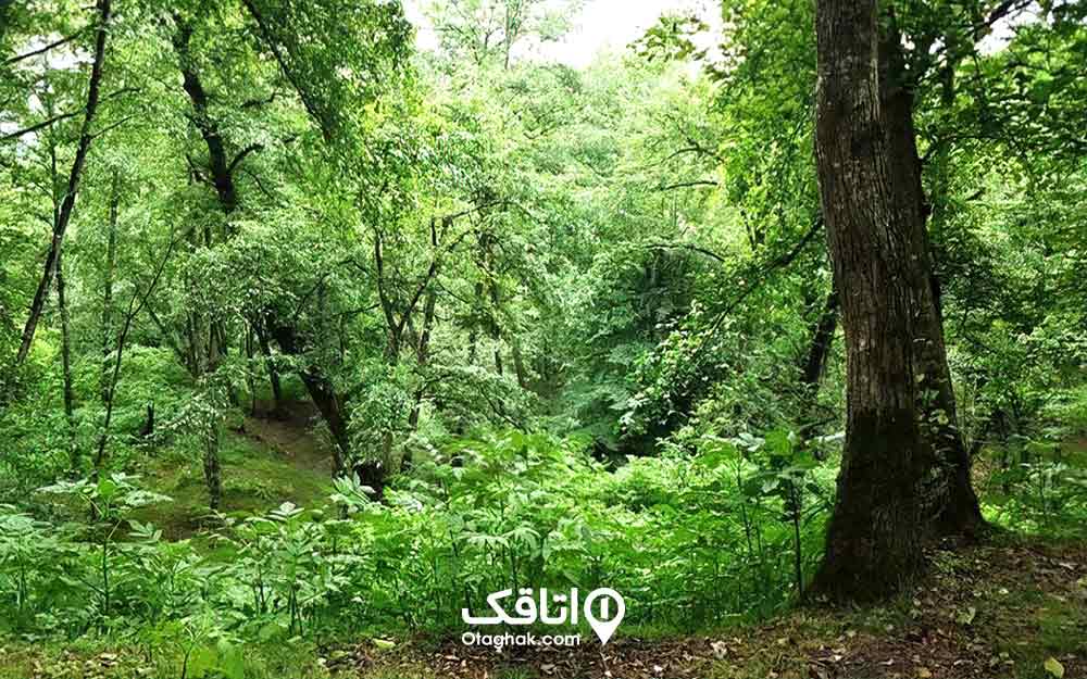 یک جنگل سرسیز و درختان