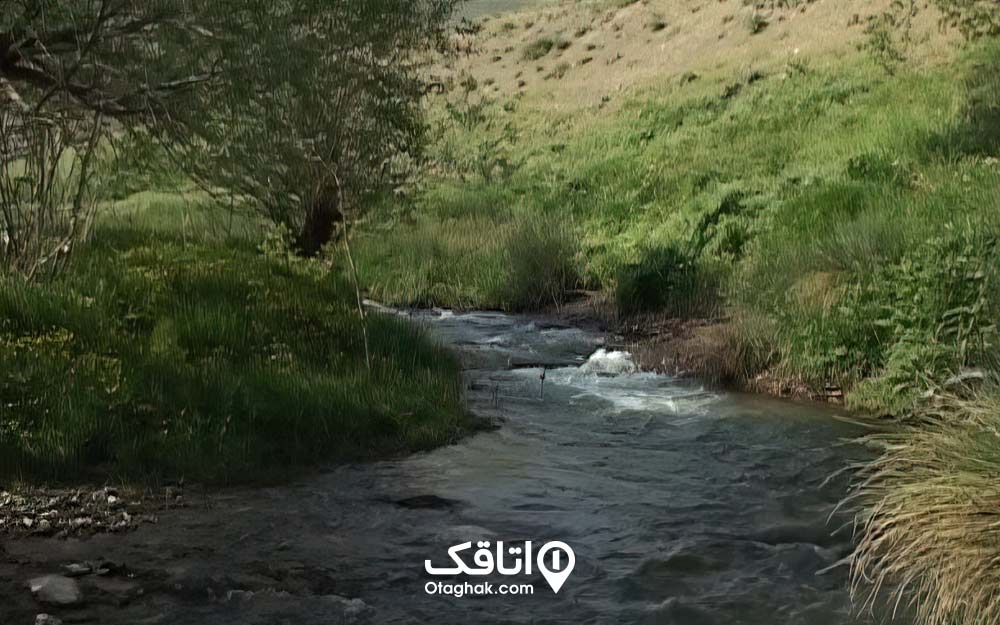 رودی در حال گذر کردن از طبیعت و گیاهانی روییده در اطراف آن