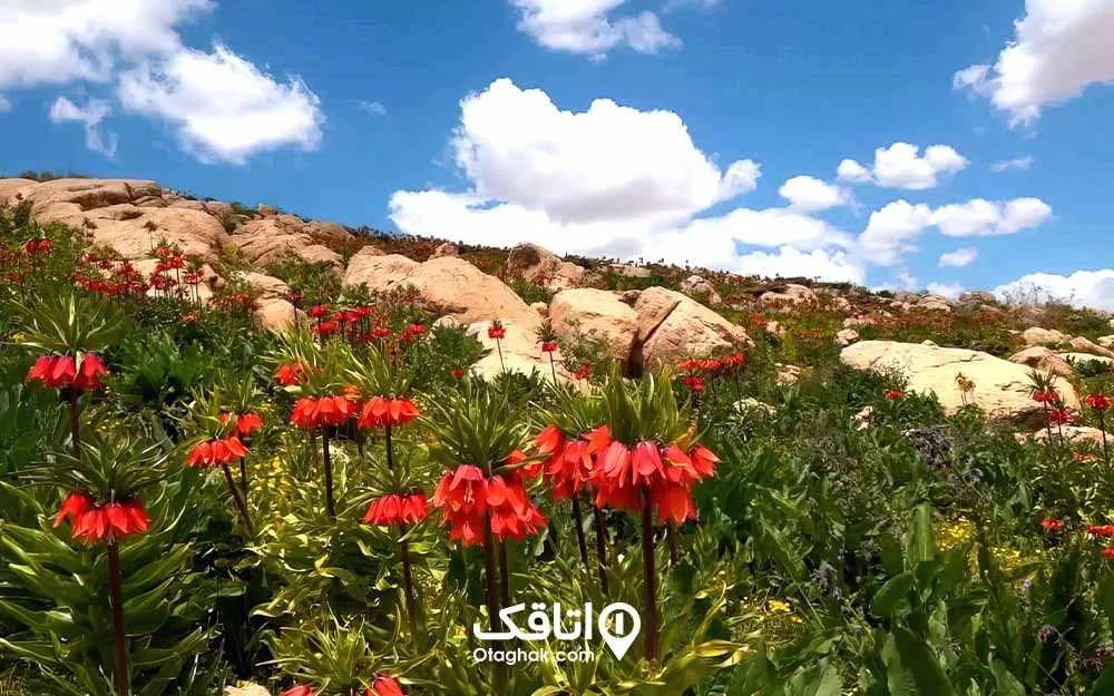 تعدادی گل لاله واژگون قرمز رنگ در علفزار سبز رنگ و آسمان آبی