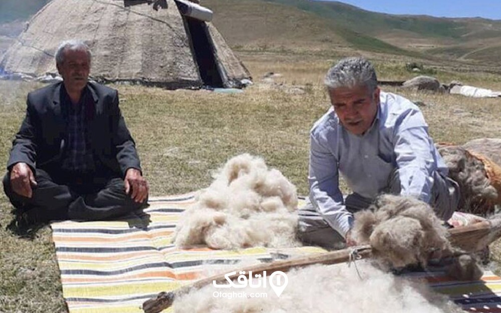 دو مرد در میان طبیعت در حال پشم زنی پشم های چیده از گوسفندان