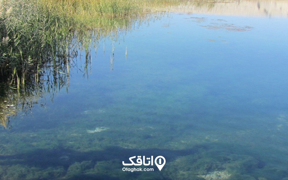 نمایی از آب یک دریاچه و گیاهان کنار آن