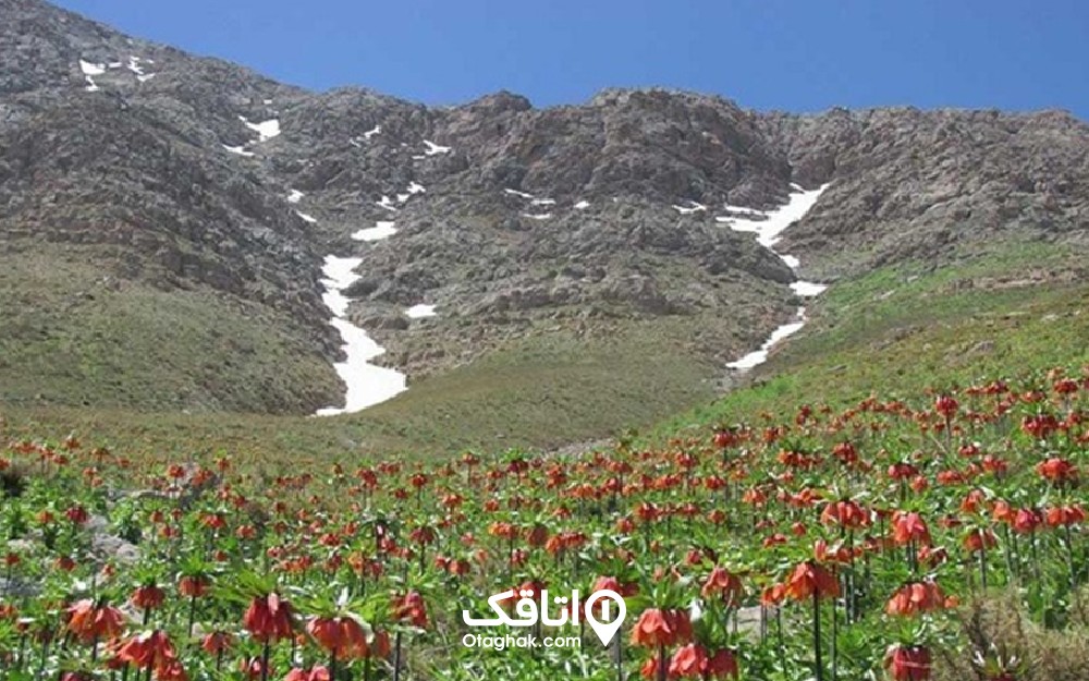 دشتی پر از گل ها قرمز در پایین یک کوه و کمی برف باقی مانده 
