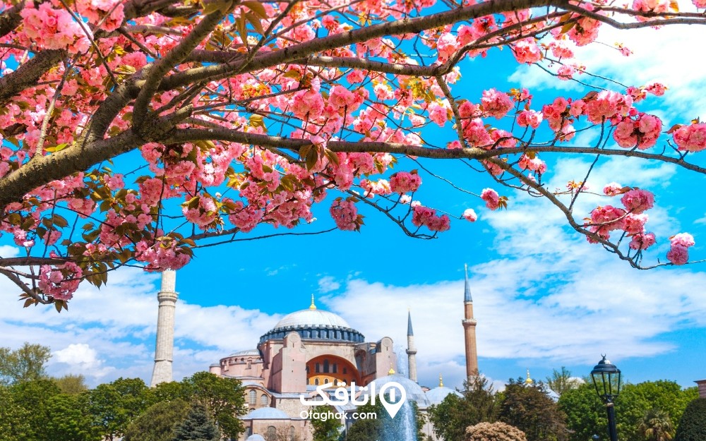 شکوفه صورتی در ترکیه