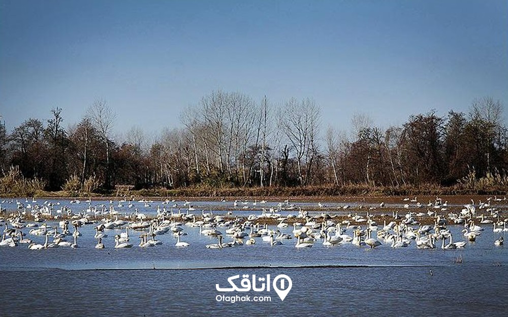 پرندگان مهاجر در تالاب سرخ رود محمود آباد