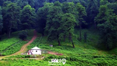 منظره‌ای از جنگل در رامسر