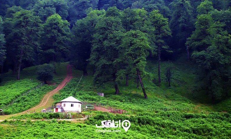 منظرهای از جنگل در رامسر