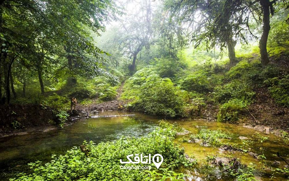 پارک ملی گلستان از جاهای زیبای شمال