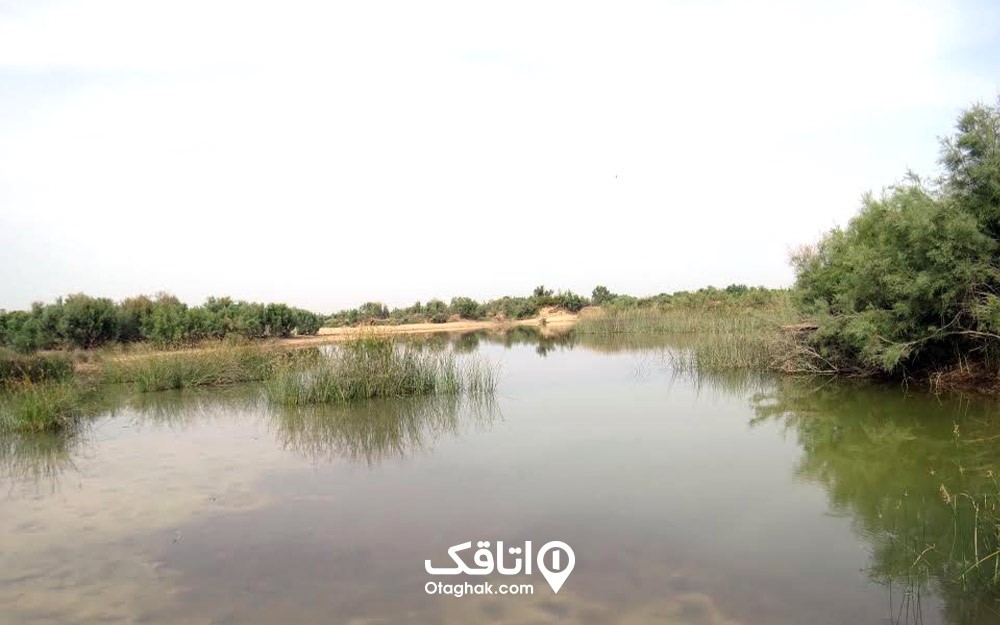 تالاب حله در بندر گناوه