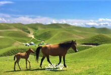 اسب در ترکمن صحرا