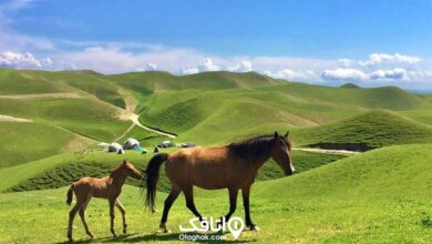 اسب در ترکمن صحرا