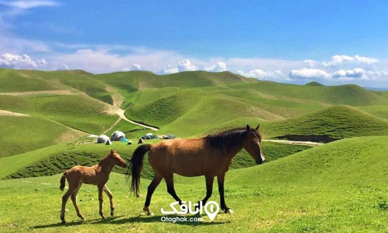 اسب در ترکمن صحرا