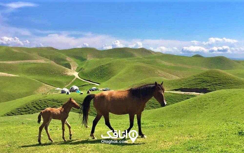 اسب در ترکمن صحرا