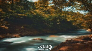 جاده‌ای زیبا در دل جنگل