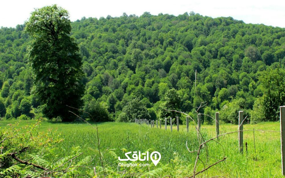 جنگل پاسند بهشهر