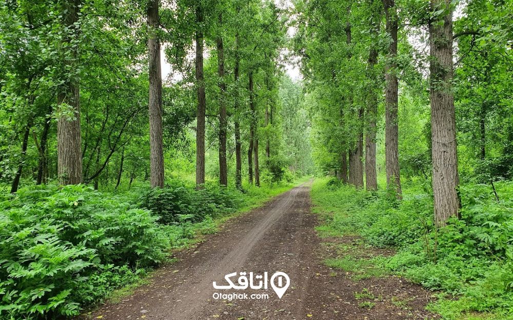 جادهای باریک و زیبا در جنگل روستای صفرابسته