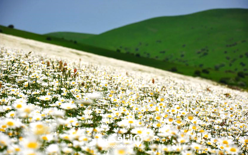 دشت بابونه، فندقلو اردبیل