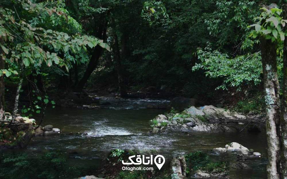 جنگل پلنگ دره از جنگل های مازندران