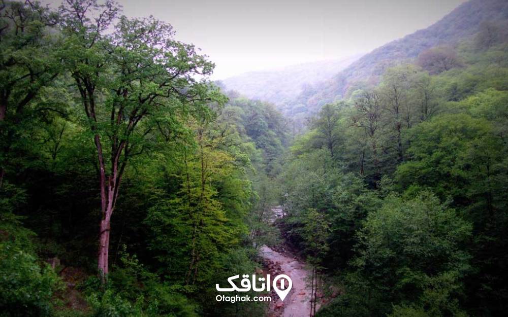 جنگل تیله کنار از جاهای دیدنی مازندران
