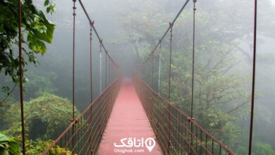 پل معلق در یکی از جنگل‌های شمال