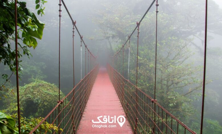 پل معلق در یکی از جنگلهای شمال