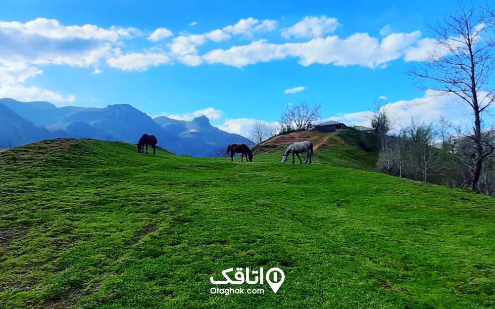  دشتی سرسبز با کوهها و اسب هایی که در این دشت می‌خرامند. دسترسی به آبشار لاتون از لوندویل