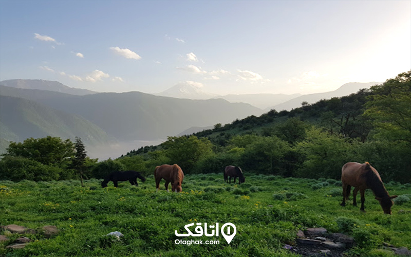 جنگل بهاری، الیمستان