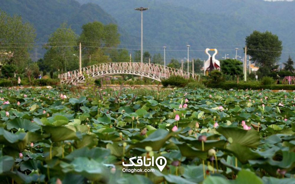 گل های نیلوفر آبی در پارک فجر لنگرود