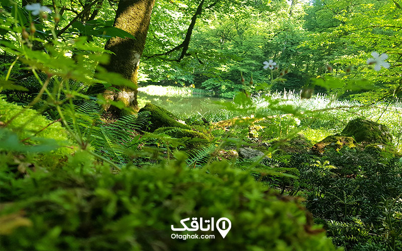 آبوهوای دریاچه فراخین