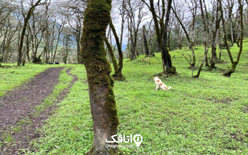 امکانات موجود در آبشار بکر اسکلیم