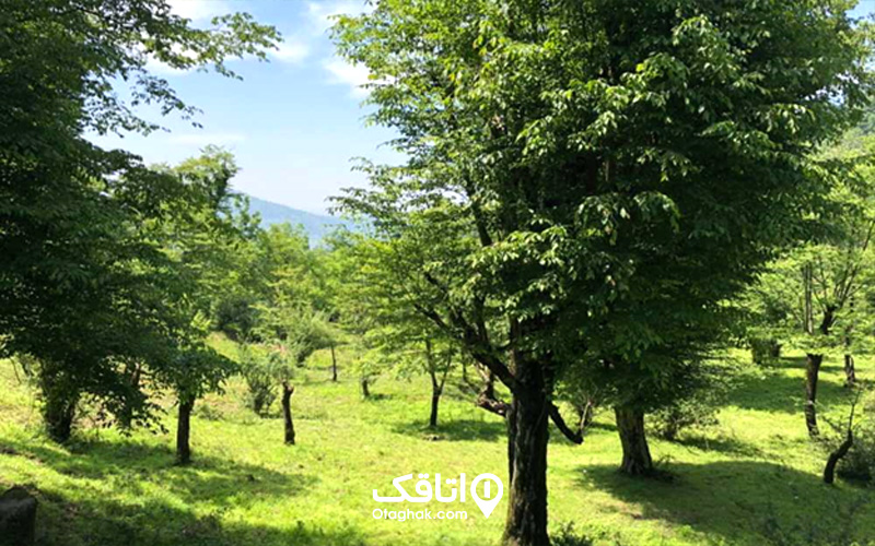 بهترین زمان سفر به جنگل هیرکانی