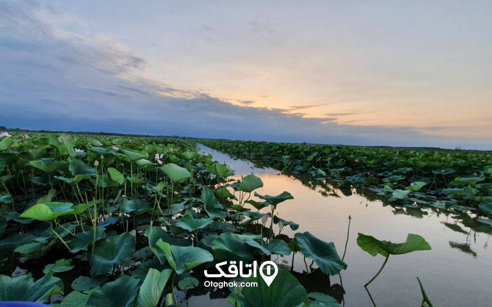 نیلوفرهای آبی و لالههای دریایی در تالاب انزلی