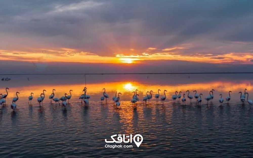 تالاب میانکاله