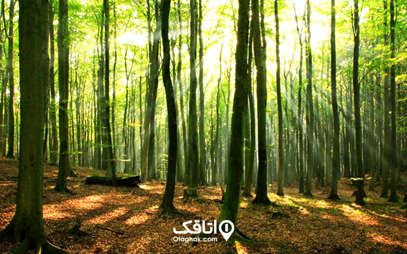 جنگلهای راش سنگده