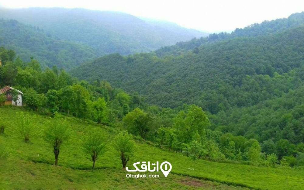 جنگلهای انبوه سیاهکل غرق در مه