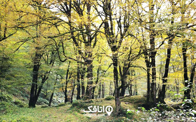 جنگلهای فلکده