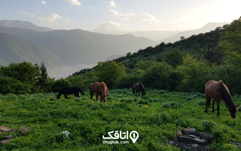 جنگل الیمستان آمل