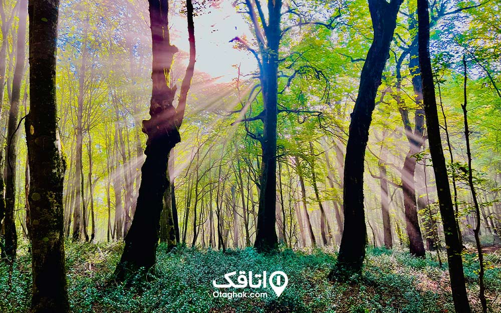 جنگل الیمستان در روز